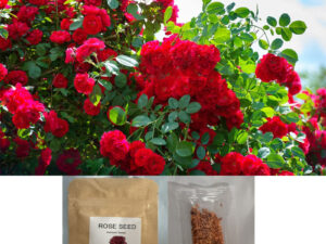 red rose seeds for planting